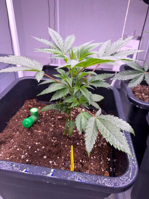 Karma Pina OZ. Week 2