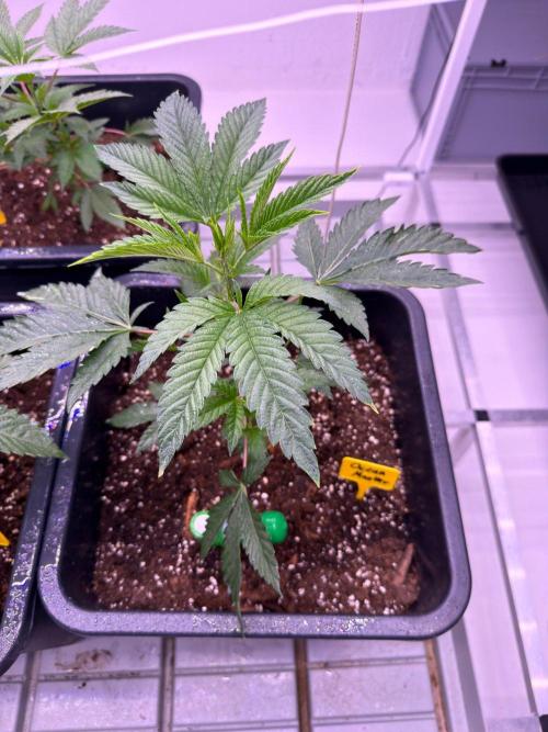 Growroom. Week 2