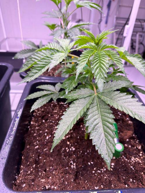 Square One Genetics Deepwater Cherry. Week 2