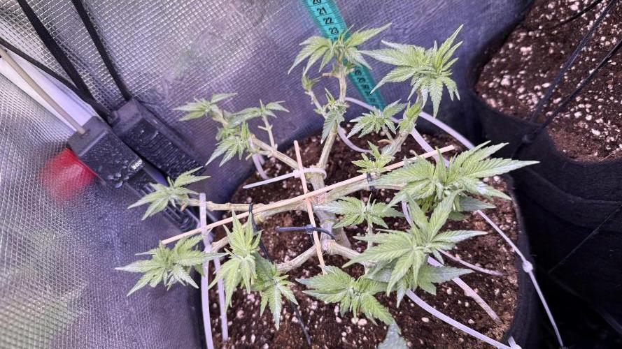 Time to experiment my theory on auto. Week 5 - lets see her in couple of hours