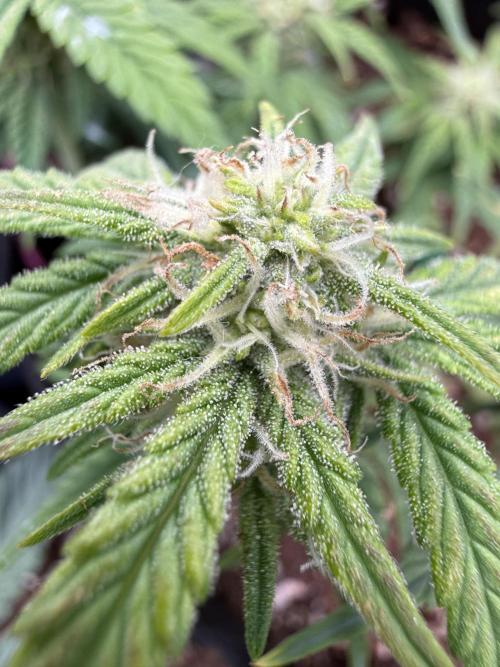 Runtz Auto. Week 2