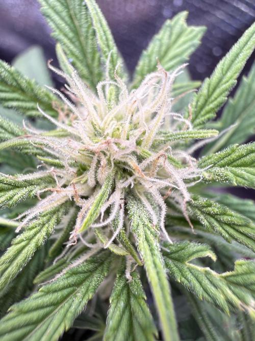 Runtz Auto. Week 3