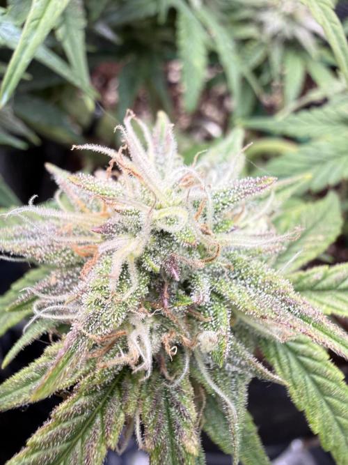 Runtz Auto. Week 3
