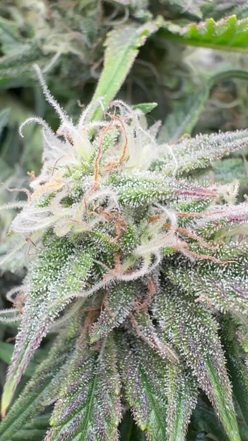 runtz auto ice frozen