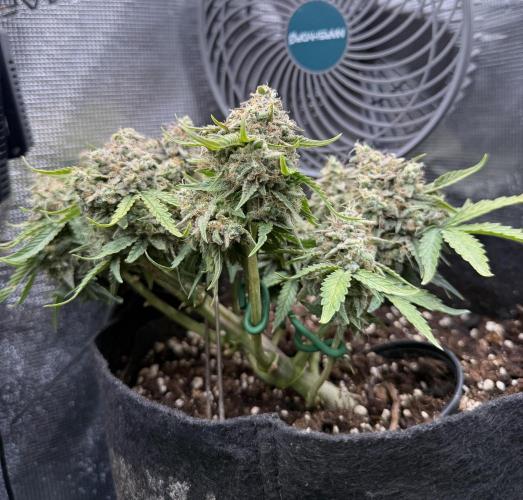 Runtz Auto. Week 9