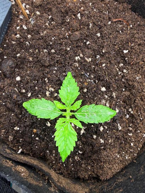 Watemelon Spirit Seeds auto. Week 2 - end of fast track day