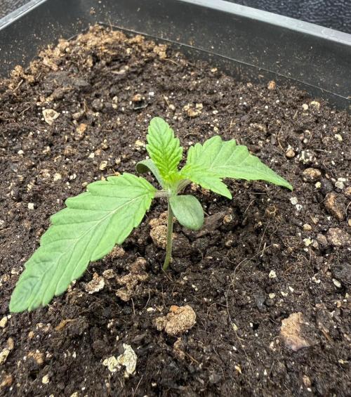 Lemon Cherry Gelato. Week 2