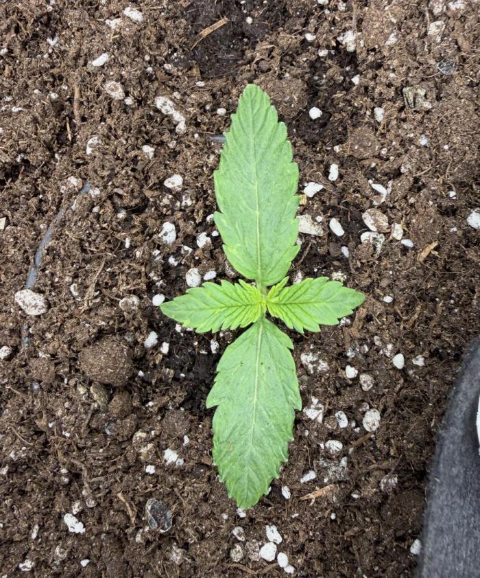 Watemelon Spirit Seeds auto. Week 1 - end of first week

