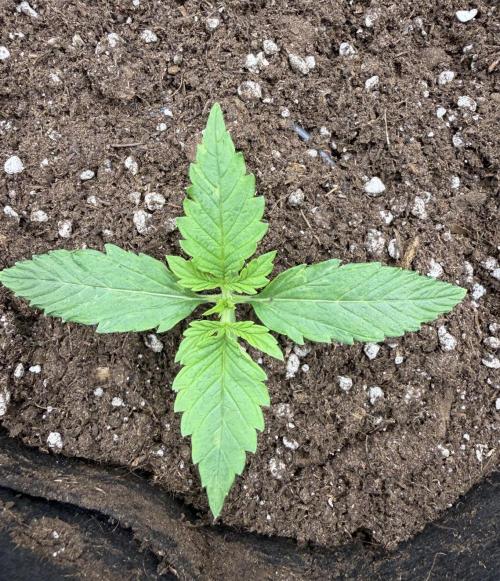 Watemelon Spirit Seeds auto. Week 2 - no se frena 