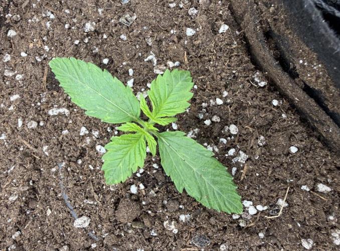 Watemelon Spirit Seeds auto. Week 2 - faster
