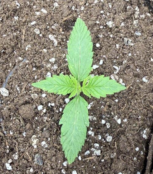 Watemelon Spirit Seeds auto. Week 2 - pushing fast