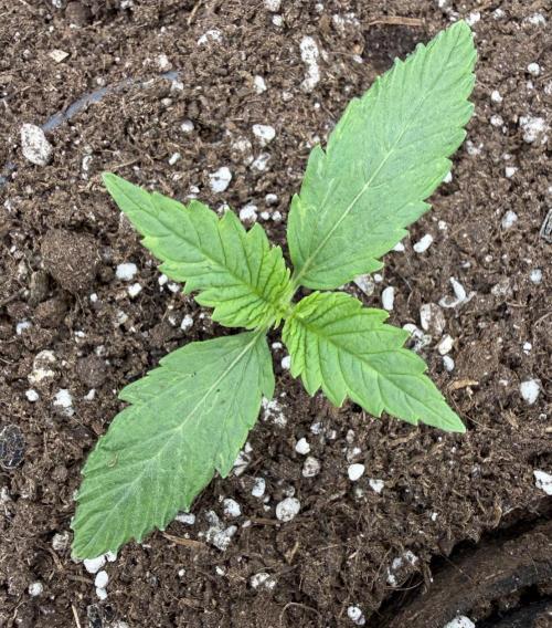 Watemelon Spirit Seeds auto. Week 2 - she begin it fast