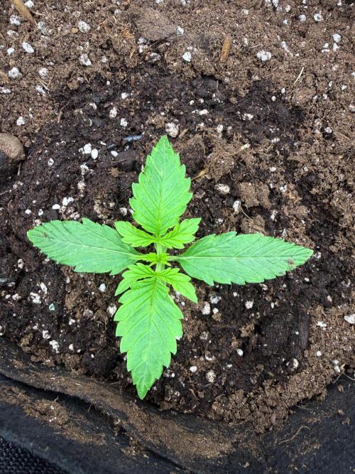 Watemelon Spirit Seeds auto. Week 2 - last picks from vega