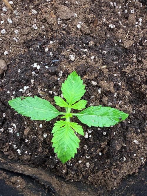 Watemelon Spirit Seeds auto. Week 2 - latest one
