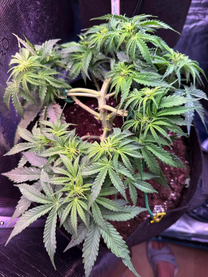 Watemelon Spirit Seeds auto. Week 5 - 35 day 