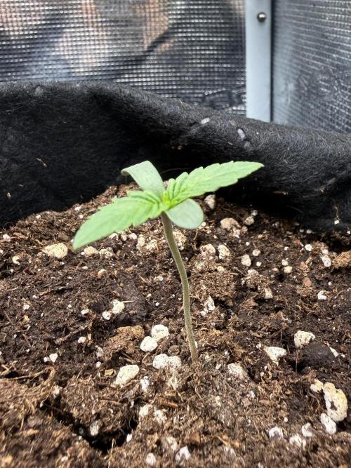 all eyes on weed. Week 1 - day 3 