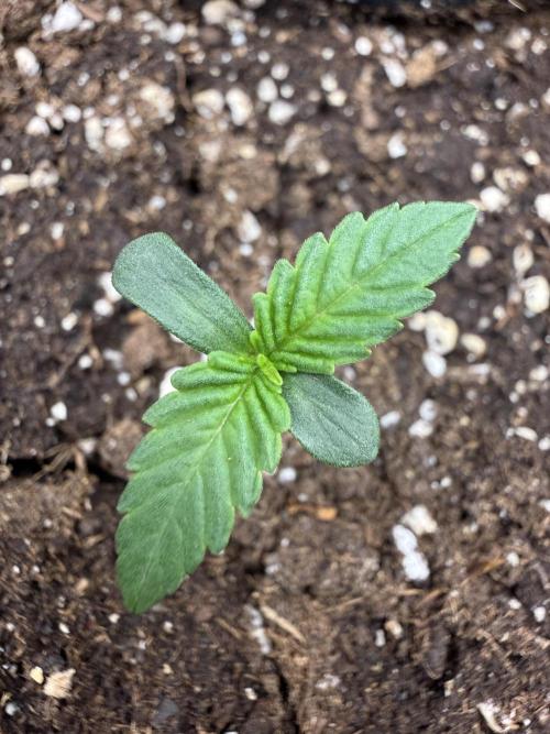 all eyes on weed. Week 1 - ven aqui mi corazon