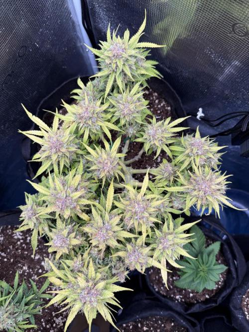 Watemelon Spirit Seeds auto. Week 11 - 76 days 