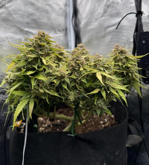 Watemelon Spirit Seeds auto. Week 11 - 76 dias