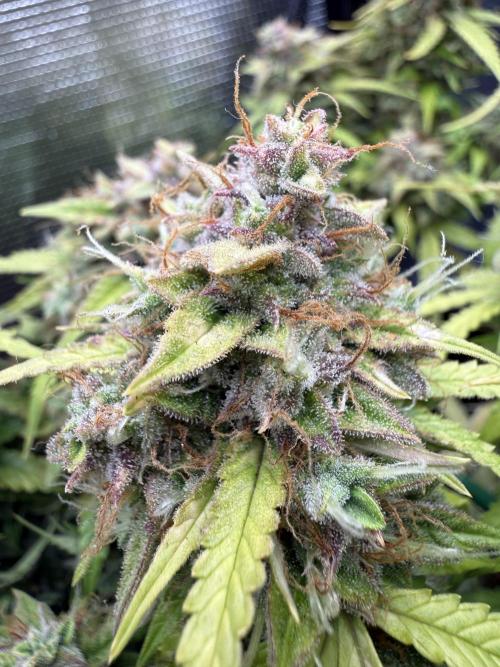 Watemelon Spirit Seeds auto. Week 11 - pronto te fumaré