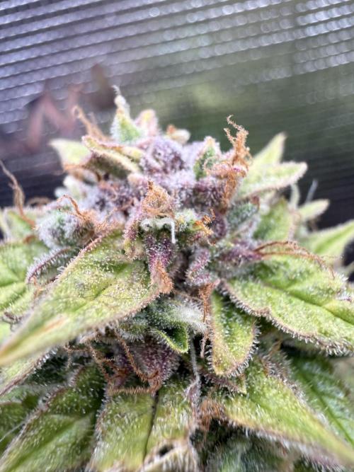 Watemelon Spirit Seeds auto. Week 11 - que linda es