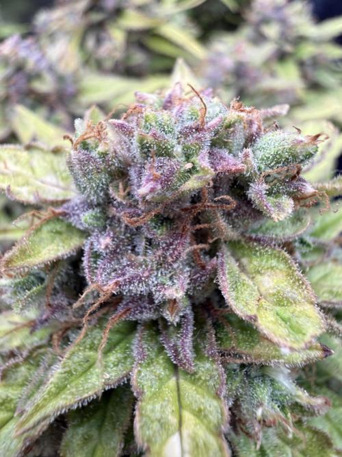 Watemelon Spirit Seeds auto. Week 11 - any suggestions?)