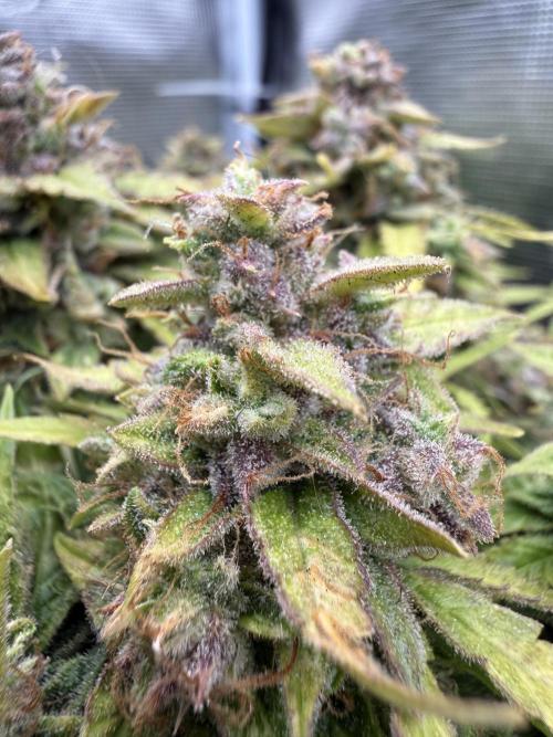 Watemelon Spirit Seeds auto. Week 11 - frosty?!