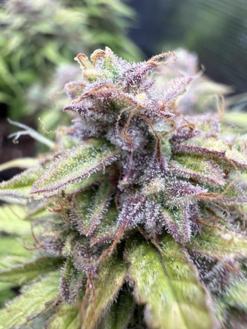 Watemelon Spirit Seeds auto. Week 11 - frozen?!