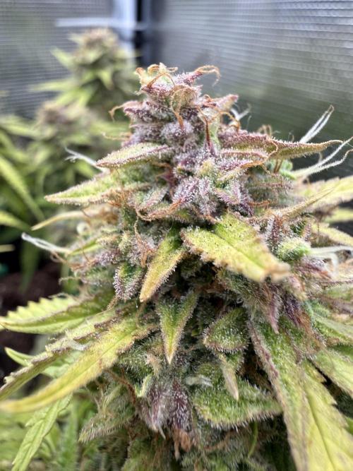 Watemelon Spirit Seeds auto. Week 11 - conjelada?!)