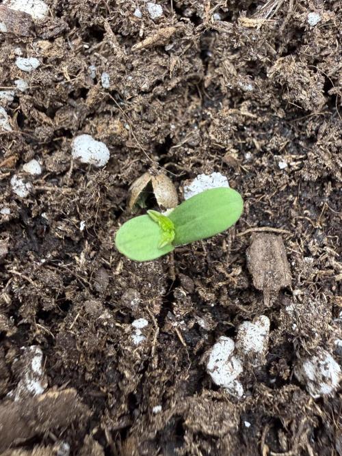 Northern lights auto Spirit Seeds. Week 1 - Happy Birthday