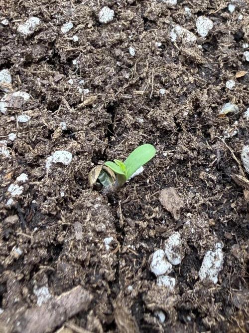 Northern lights auto Spirit Seeds. Week 1 - Feliz Cumpleaños