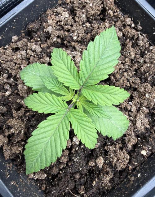 White Russian Runtz). Week 2 - 11 days
