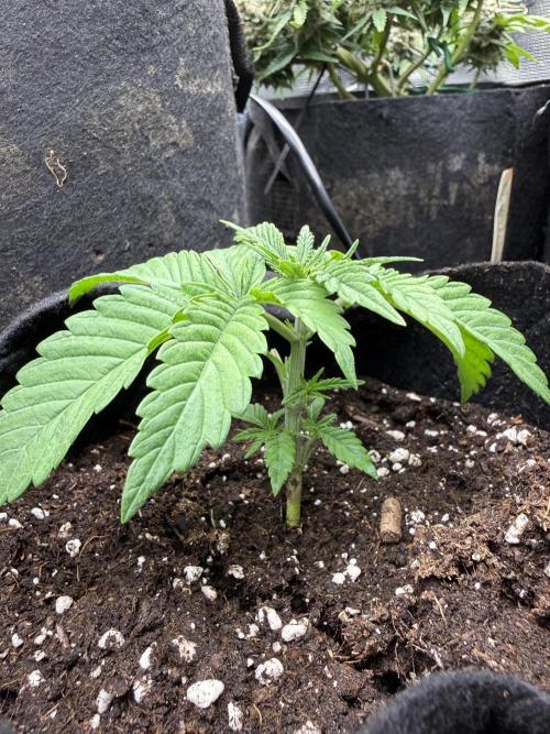 White Russian Runtz). Week 3 - 16 days one day after transplant coming back