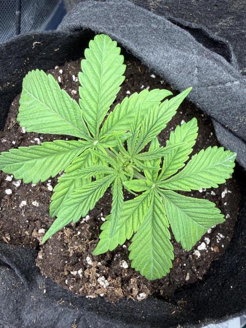 White Russian Runtz). Week 3 - 16 dias un dia despues de transplantacion