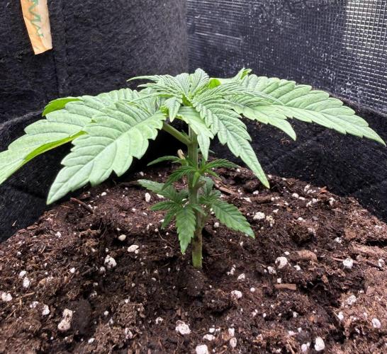White Russian Runtz). Week 3 - day 17 she is felling better and better
