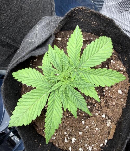 White Russian Runtz). Week 3 - dia 17 Se empeso crecer de nuevo