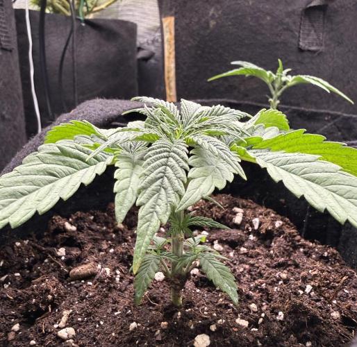 White Russian Runtz). Week 3 - 18 days from birthday