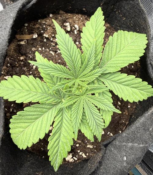 White Russian Runtz). Week 3 - dia 18 del nacimiento