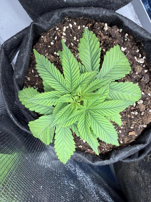 White Russian Runtz). Week 3 - day 20 come on baby come on)