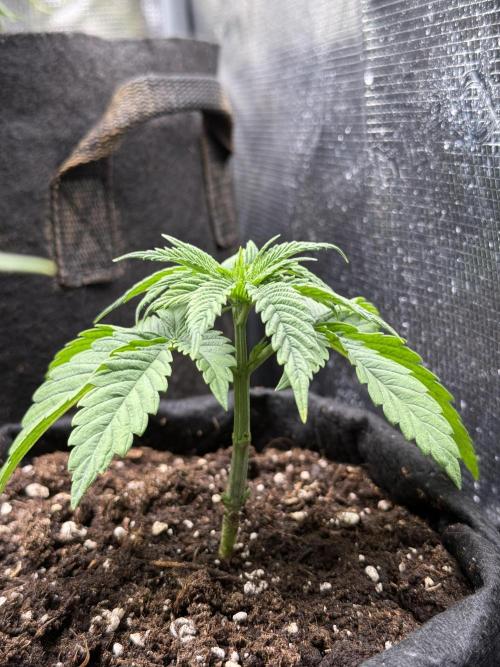 White Russian Runtz). Week 3 - dia 20 vamonos chicititta, te espera el mundo de humo)