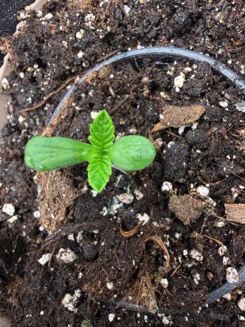 Primera fotopereodica GG4#. Week 1 - day 3 