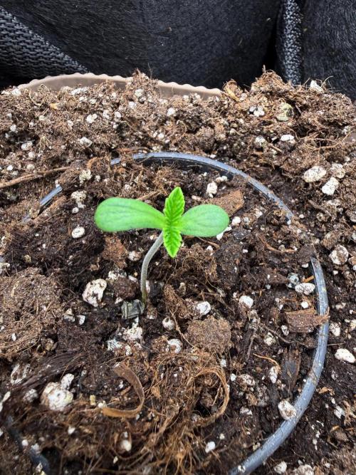 Primera fotopereodica GG4#. Week 1 - dia 2