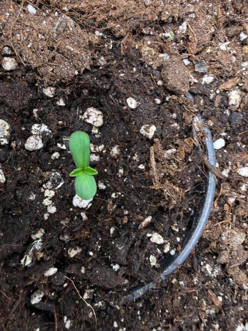 Primera fotopereodica GG4#. Week 1 - Anda YA
