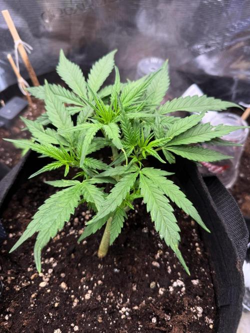 First plant-amazing & 2remember 4ever. Week 4