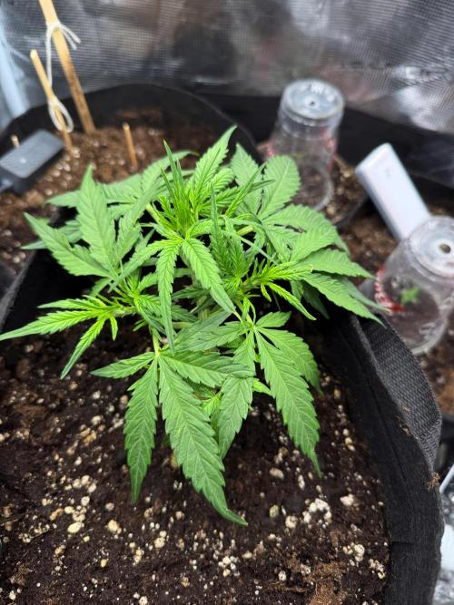 First plant-amazing & 2remember 4ever. Week 4