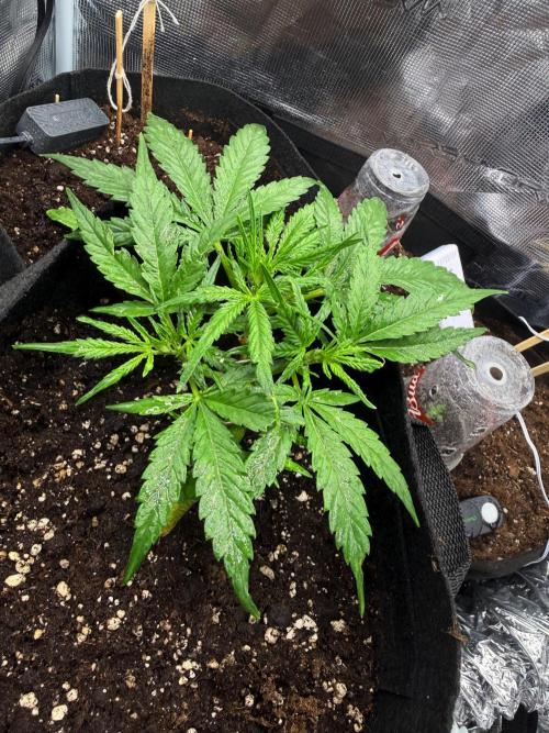 First plant-amazing & 2remember 4ever. Week 4
