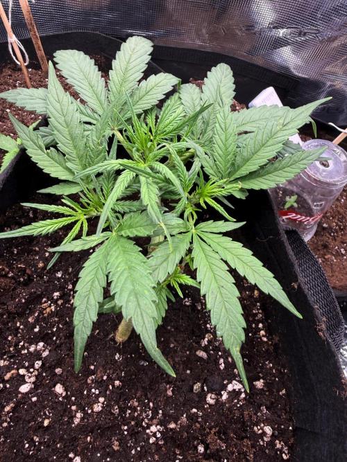 First plant-amazing & 2remember 4ever. Week 4