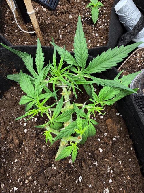 First plant-amazing & 2remember 4ever. Week 4