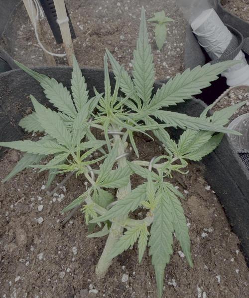First plant-amazing & 2remember 4ever. Week 4