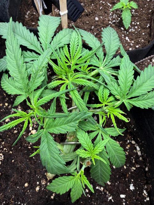 First plant-amazing & 2remember 4ever. Week 4
